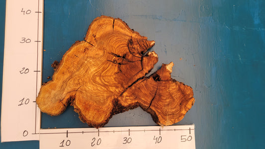 Rodaja de olivo H2 39cm 51cm 3,5cm