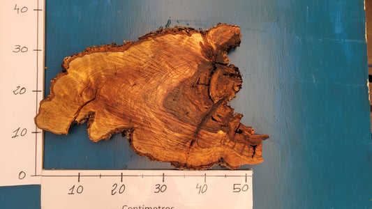 Rodaja de olivo H3 45cm 54cm 3,5cm