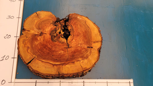 Rodaja de olivo H6 32cm 39cm 4,5cm