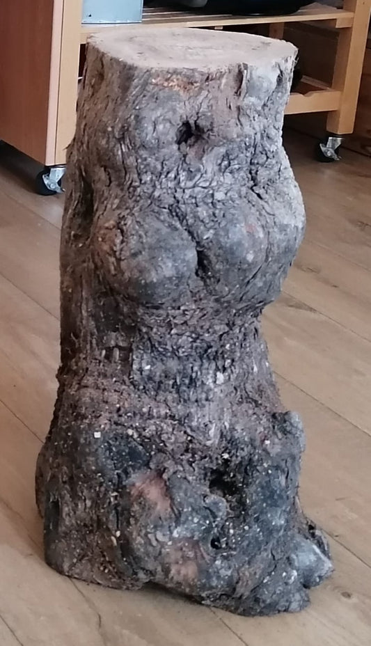 Pata natural 40cm 12/20cm de olivo