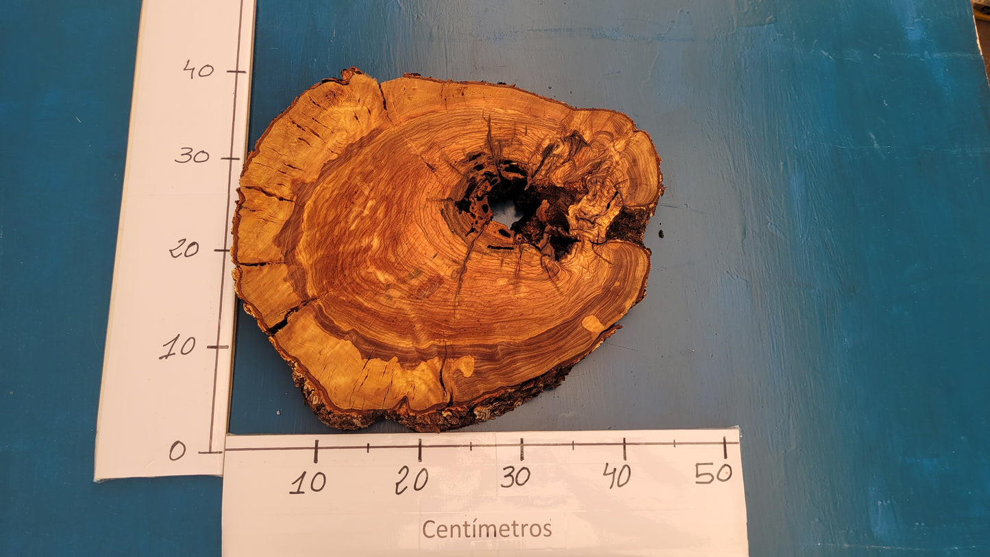 Rodaja olivo H1 40cm 44cm 4,5cm