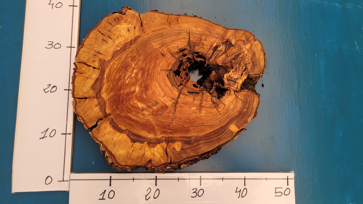 Rodaja olivo H1 40cm 44cm 4,5cm