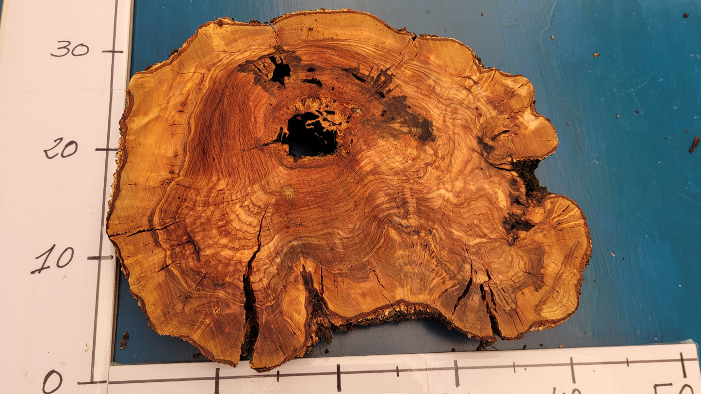 Rodaja de olivo H8 32cm 42cm 3,5cm