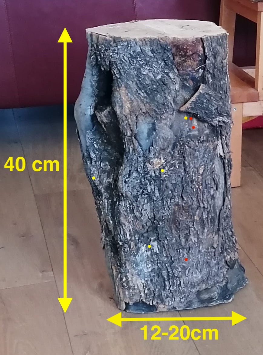 Pata natural 40cm 12/20cm de olivo