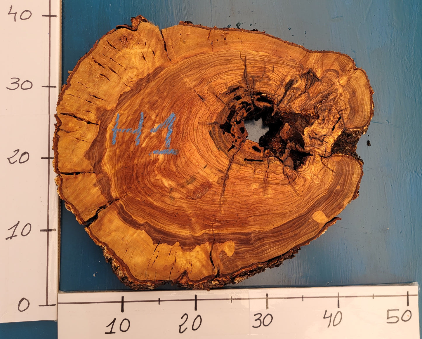 Rodaja olivo H1 40cm 44cm 4,5cm