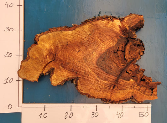 Rodaja de olivo H3 45cm 54cm 3,5cm