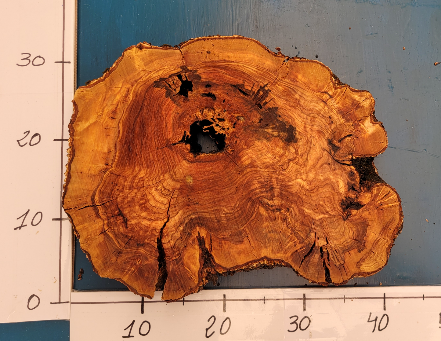 Rodaja de olivo H8 32cm 42cm 3,5cm