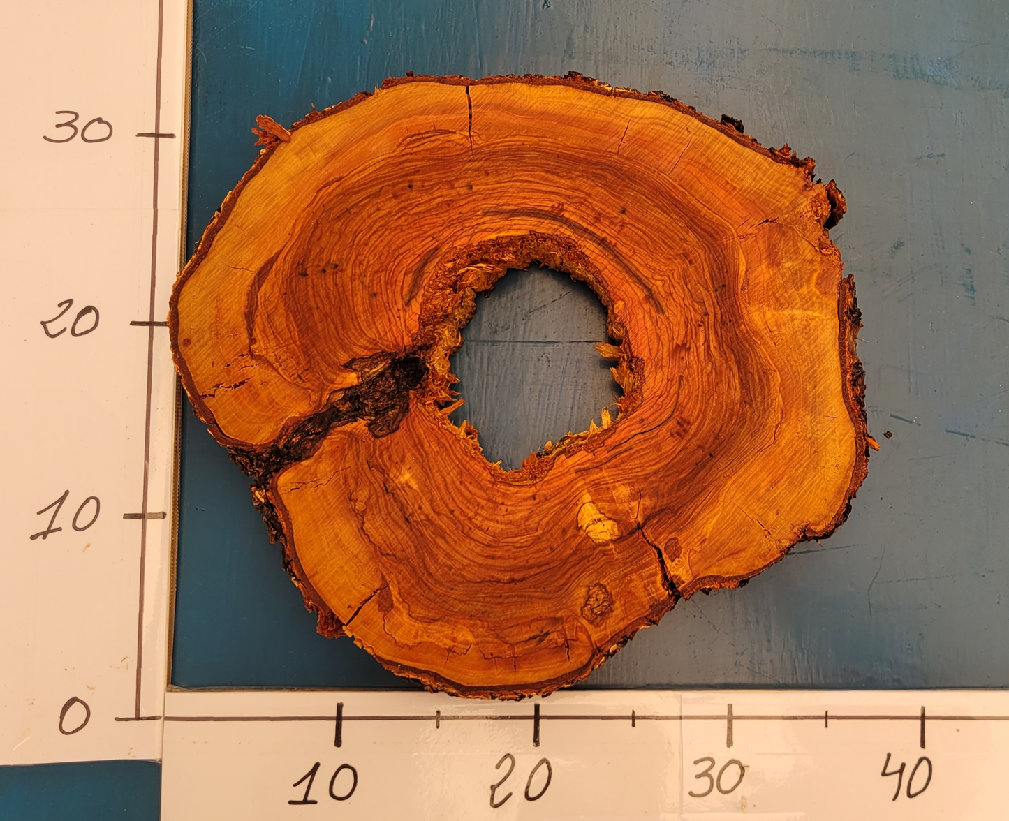 Rodaja de olivo H9 32cm 37cm 3,5cm