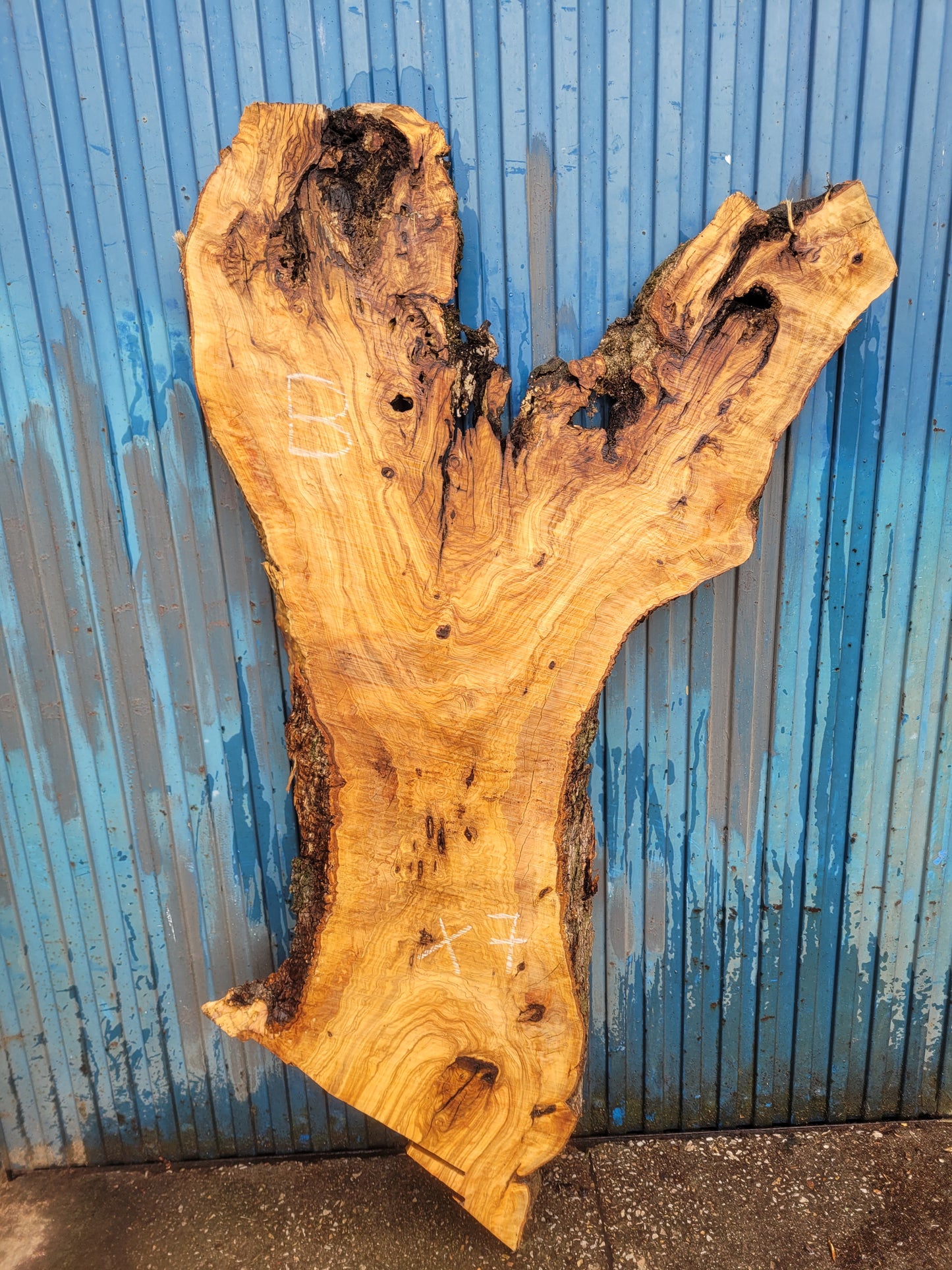 Tablón olivo Premium X7 180cm 49cm 6cm