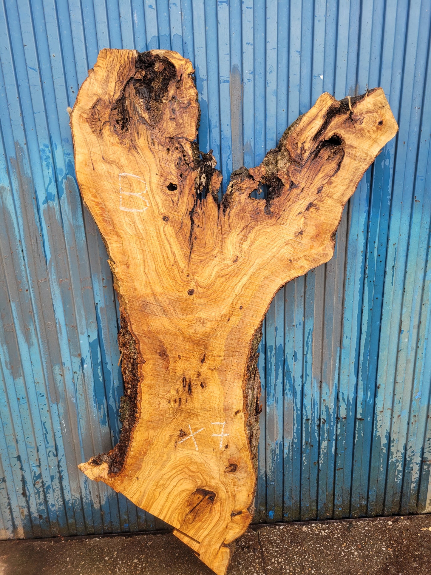 Tablón olivo Premium X7 180cm 49cm 6cm